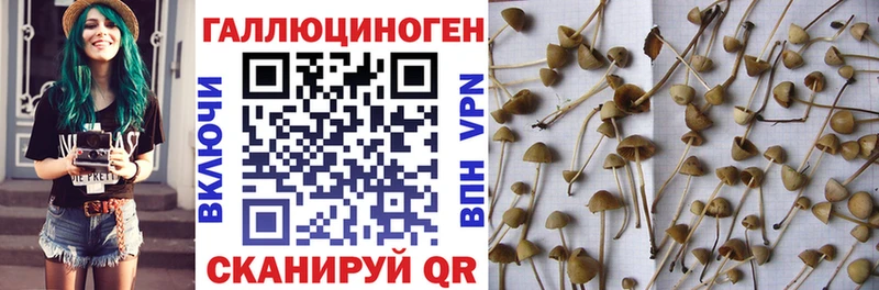 Галлюциногенные грибы GOLDEN TEACHER  Купить  Никольск 